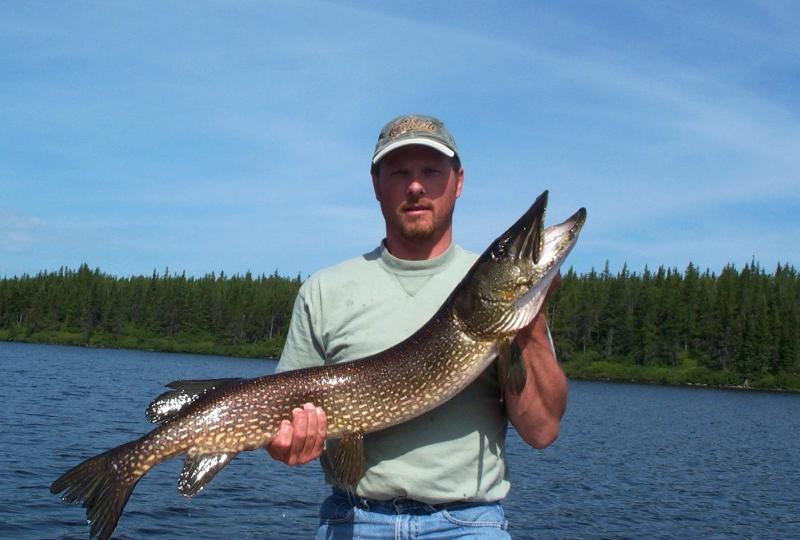 Where can you find pictures of northern fish?